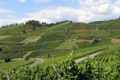 01-brand-1-pinot-gris