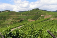 05-brand-3-riesling