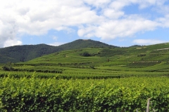 07-hengst-1-gewurztraminer