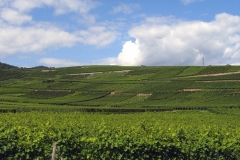 11-hengst-3-riesling