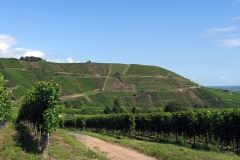13-sommerberg-1-pinot-gris-andre
