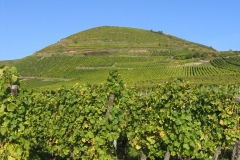 15-sommerberg-2-riesling-genevieve